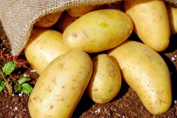 قیمت سیب زمینی شیرین + خرید باور نکردنی